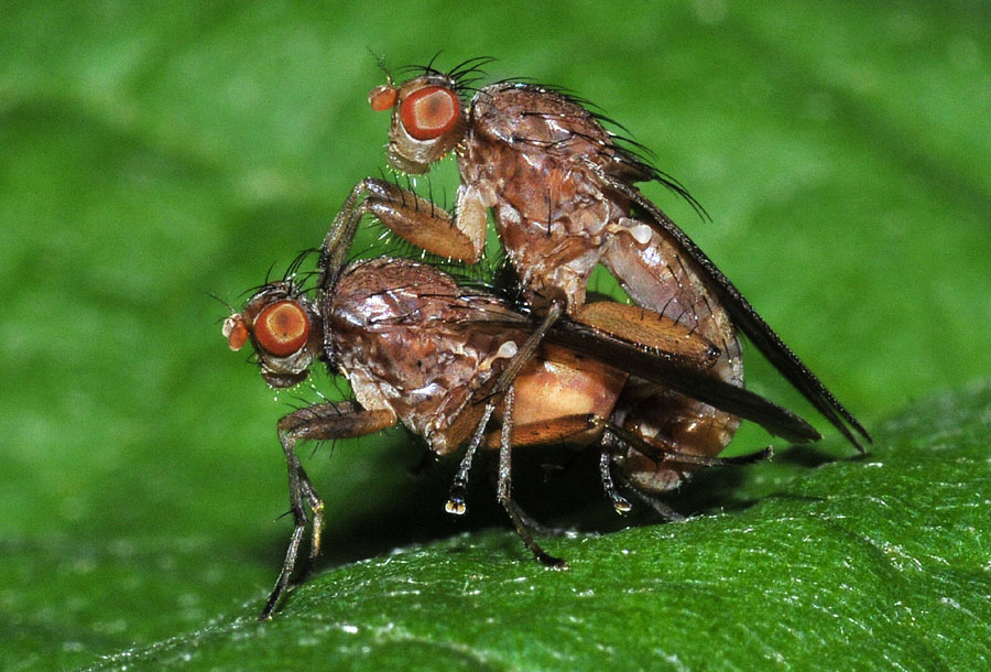 Heleomyzidae: Suillia sp.